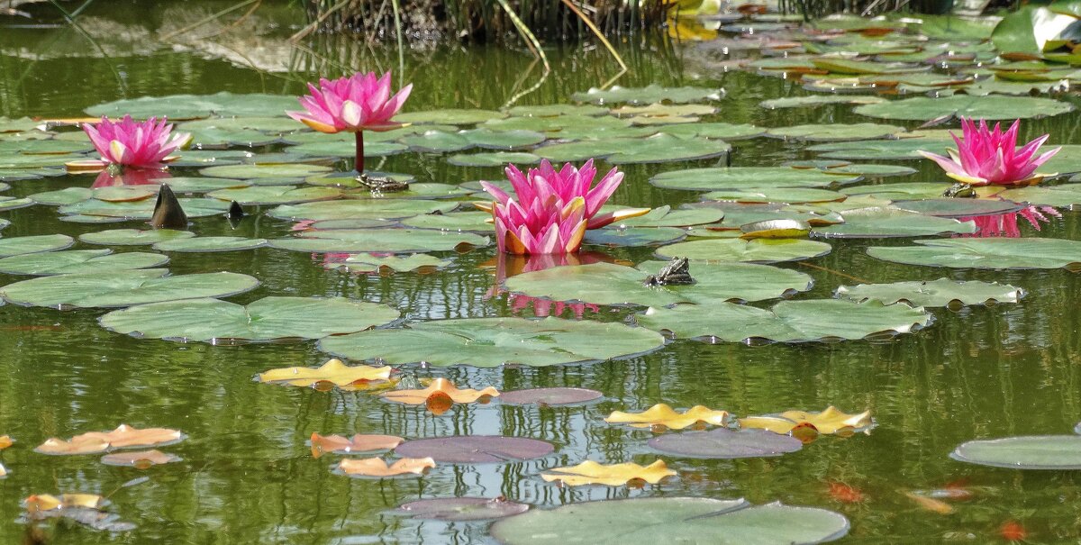 Каждой лягушке по царевичу ! )) - Elena Ророva Каждой лягушке по царевичу ! )) - Elena Ророva