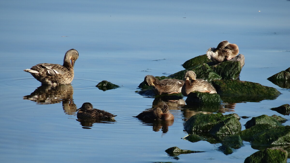 Почистим перышки - kudrni Кудрявцева