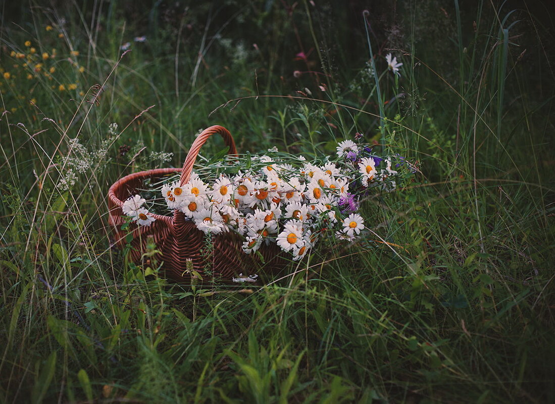 Ромашки - Liliya 