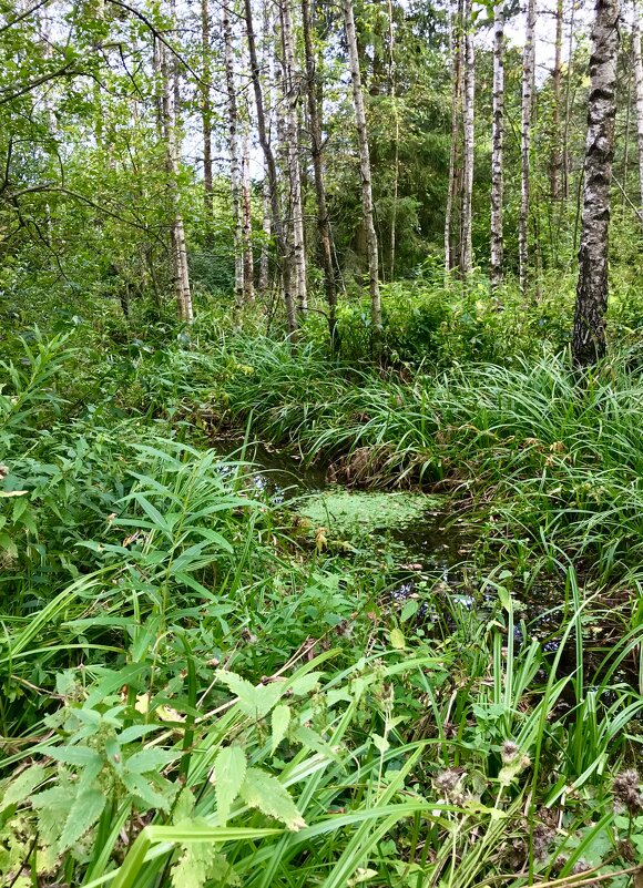 Среди берёз ... - Лариса Корж Среди берёз ... - Лариса Корж