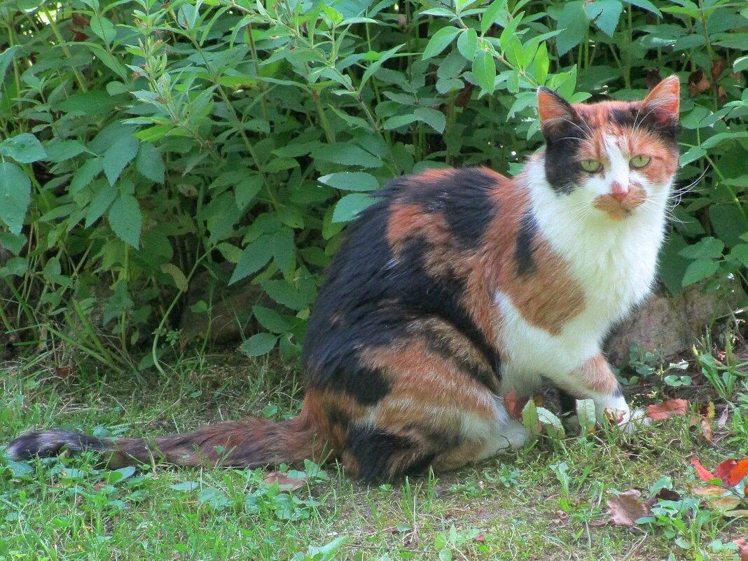 Новая гостья к счастью. - Ольга Довженко Новая гостья к счастью. - Ольга Довженко