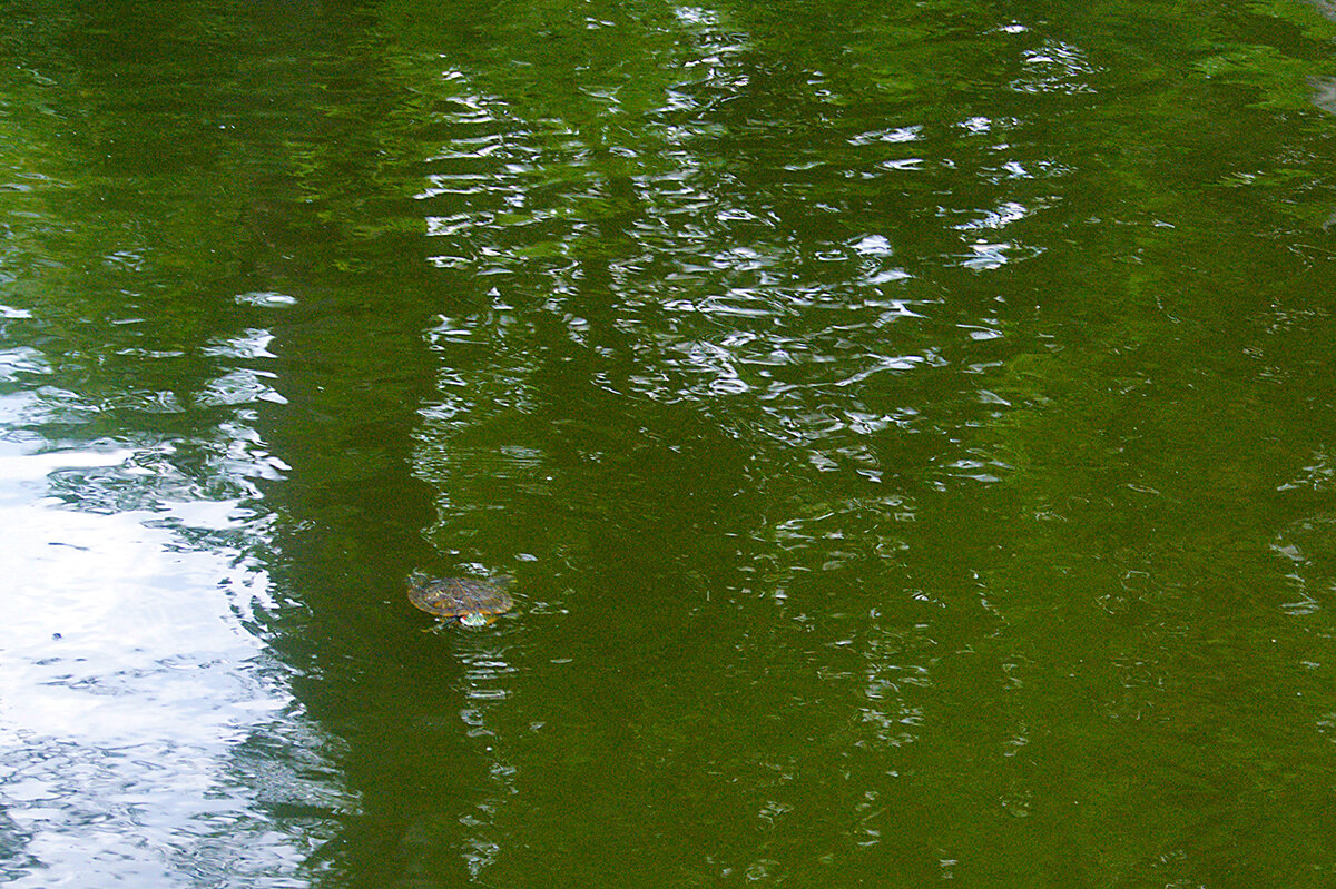 *** - Canon PowerShot SX510 HS