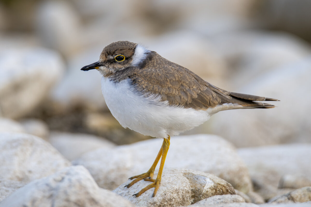 Малый Зуёк. - Валерий Шурмиль Малый Зуёк. - Валерий Шурмиль