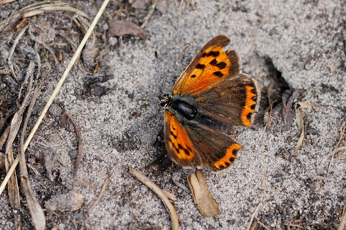 и опять бабочки...8 - Александр Прокудин