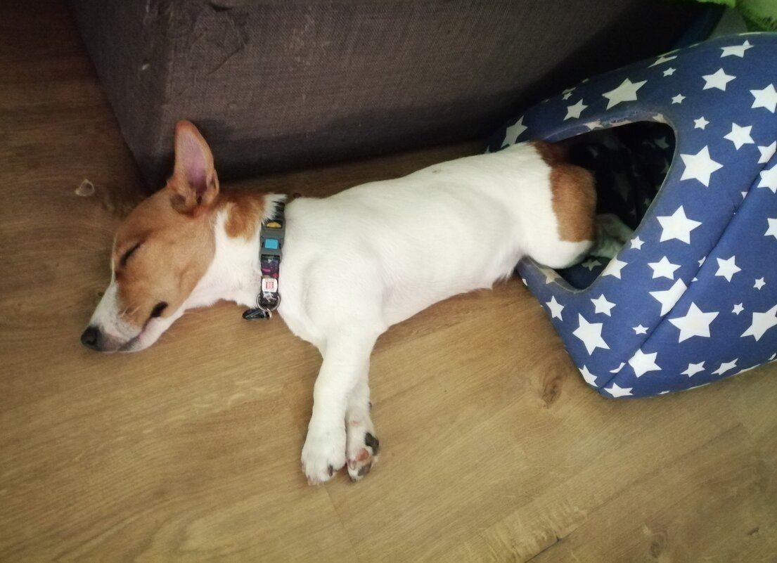 Ну подумаешь, выросла из домика... Лапки-то ещё помещаются ) - Тамара Бедай 