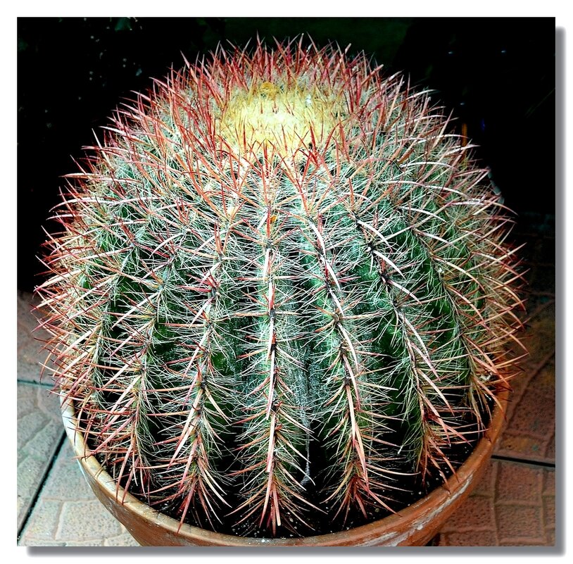 ЁЖИКИ КОЛЮЧИЕ... - Анатолий Восточный