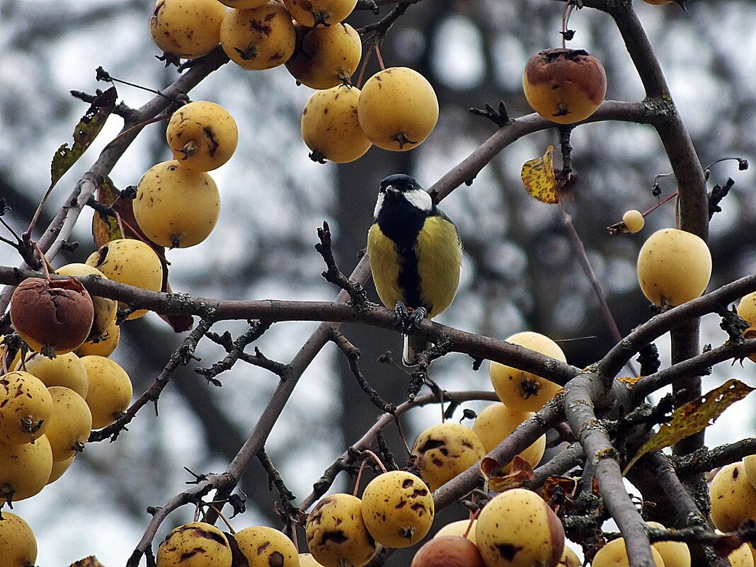 ** - Зоя Мишина ** - Зоя Мишина