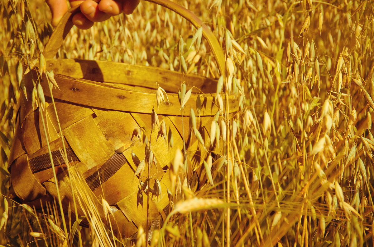 По овсяному. - Ирэна Мазакина