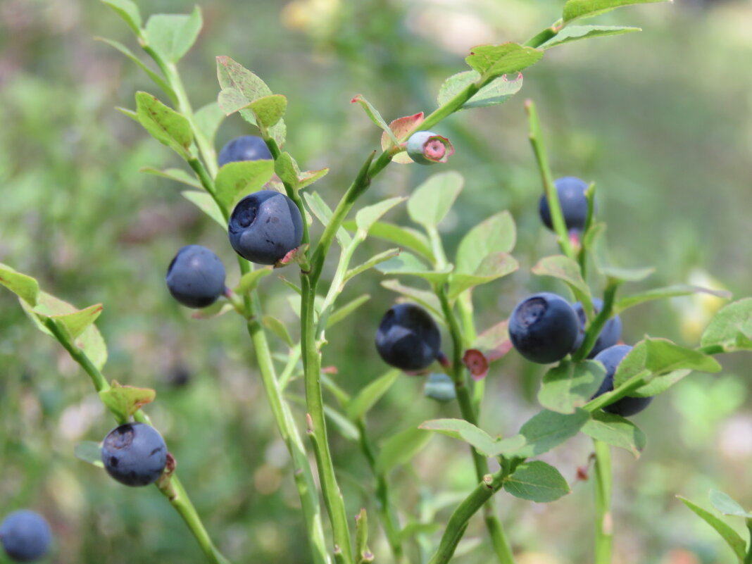 черника - ИРЭН@ .