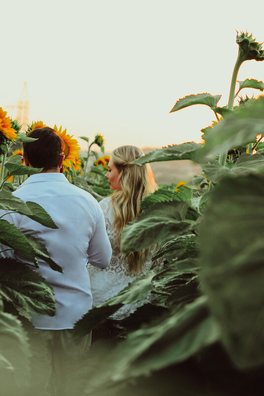 Подсолнухи - Евгений Наглянцев
