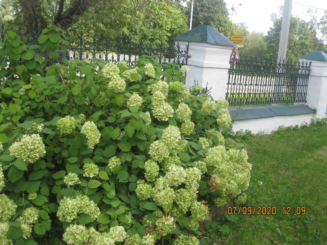 Гортензия - Maikl Smit Гортензия - Maikl Smit