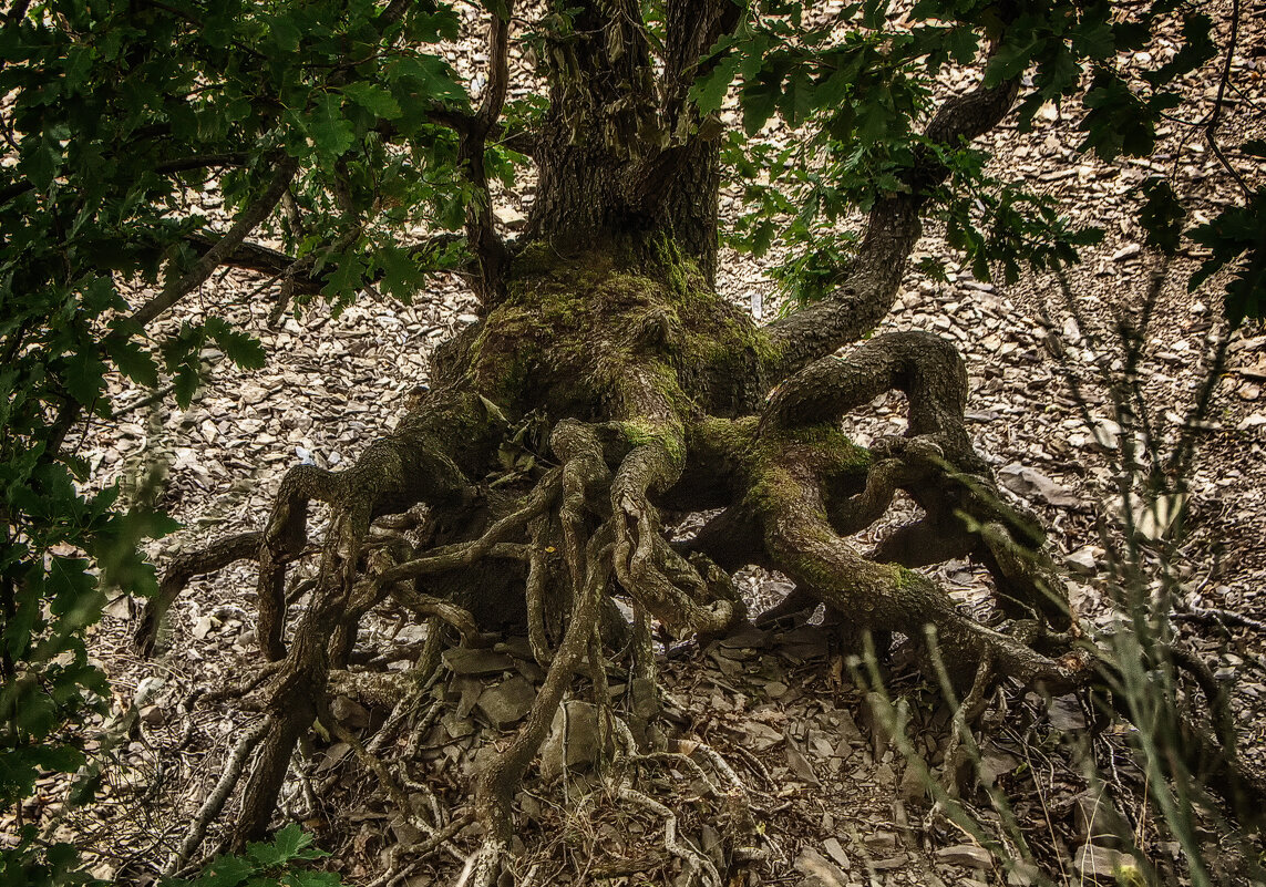 "Паук" - Alexander Andronik "Паук" - Alexander Andronik