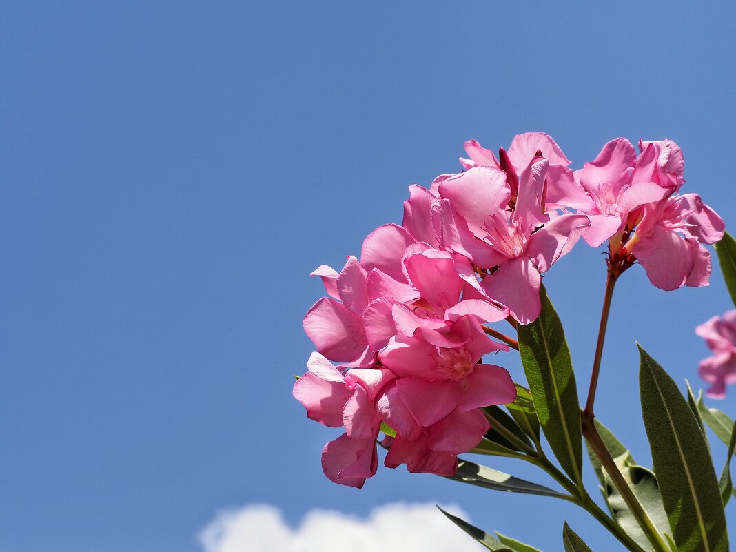 *** - Дмитрий 