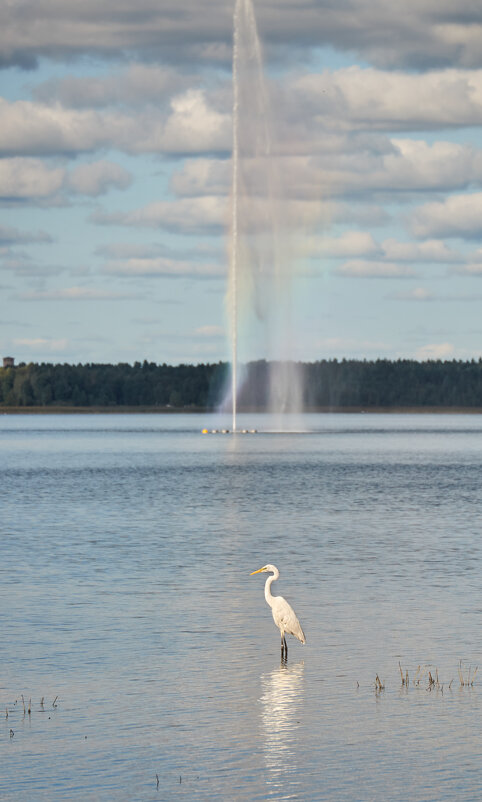 Редкий гость - Artur Pauris Редкий гость - Artur Pauris