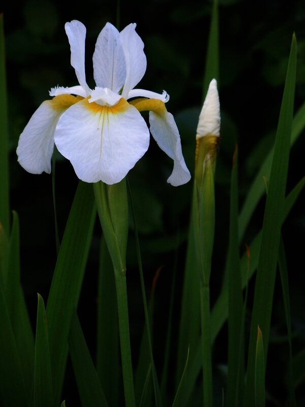 Вспоминая уходящее лето - Ольга Заметалова Вспоминая уходящее лето - Ольга Заметалова
