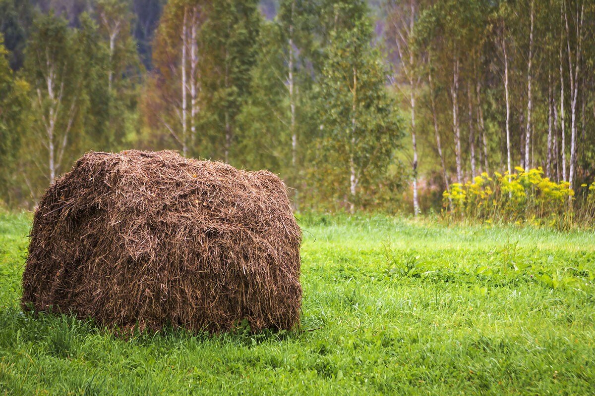 На краю поля - Александр 