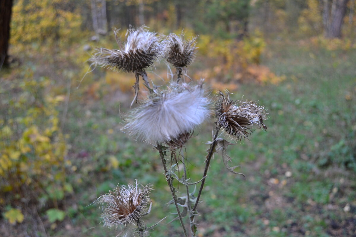 Балет в лесном театре... - Андрей Хлопонин