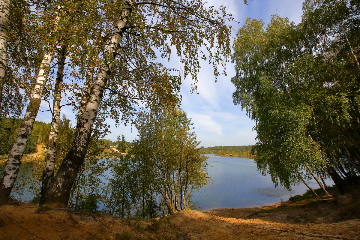 Берёзовая осень. - Алекс Ант