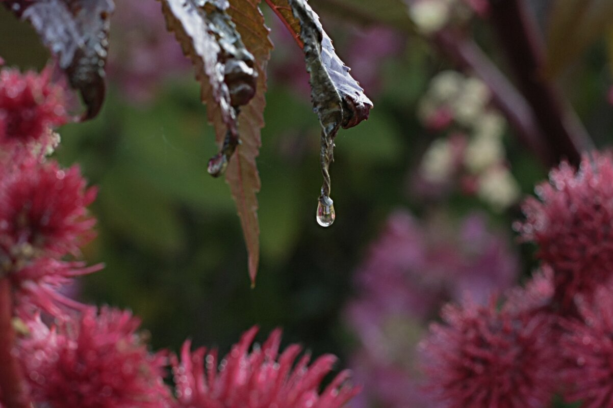 Туман стекает каплями. - Николай Масляев Туман стекает каплями. - Николай Масляев