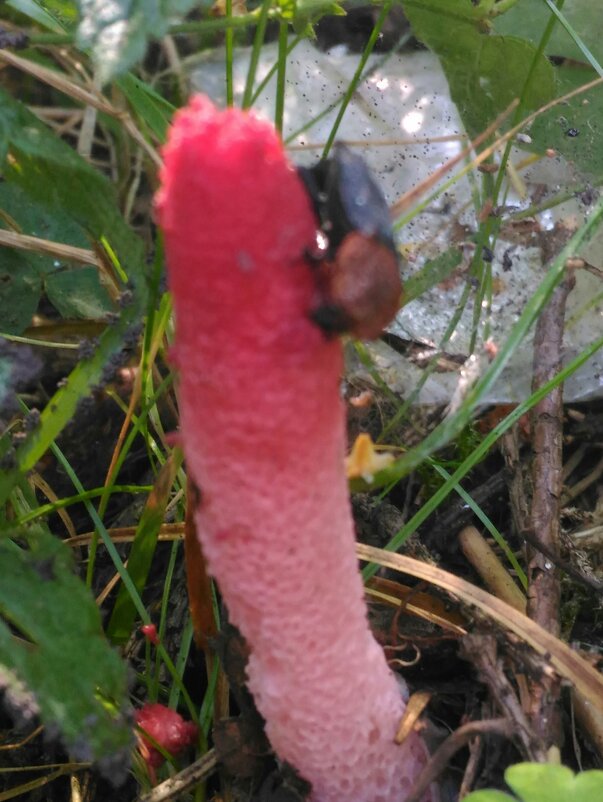 Гриб. название неизвестно - Lyudmila Гриб. название неизвестно - Lyudmila