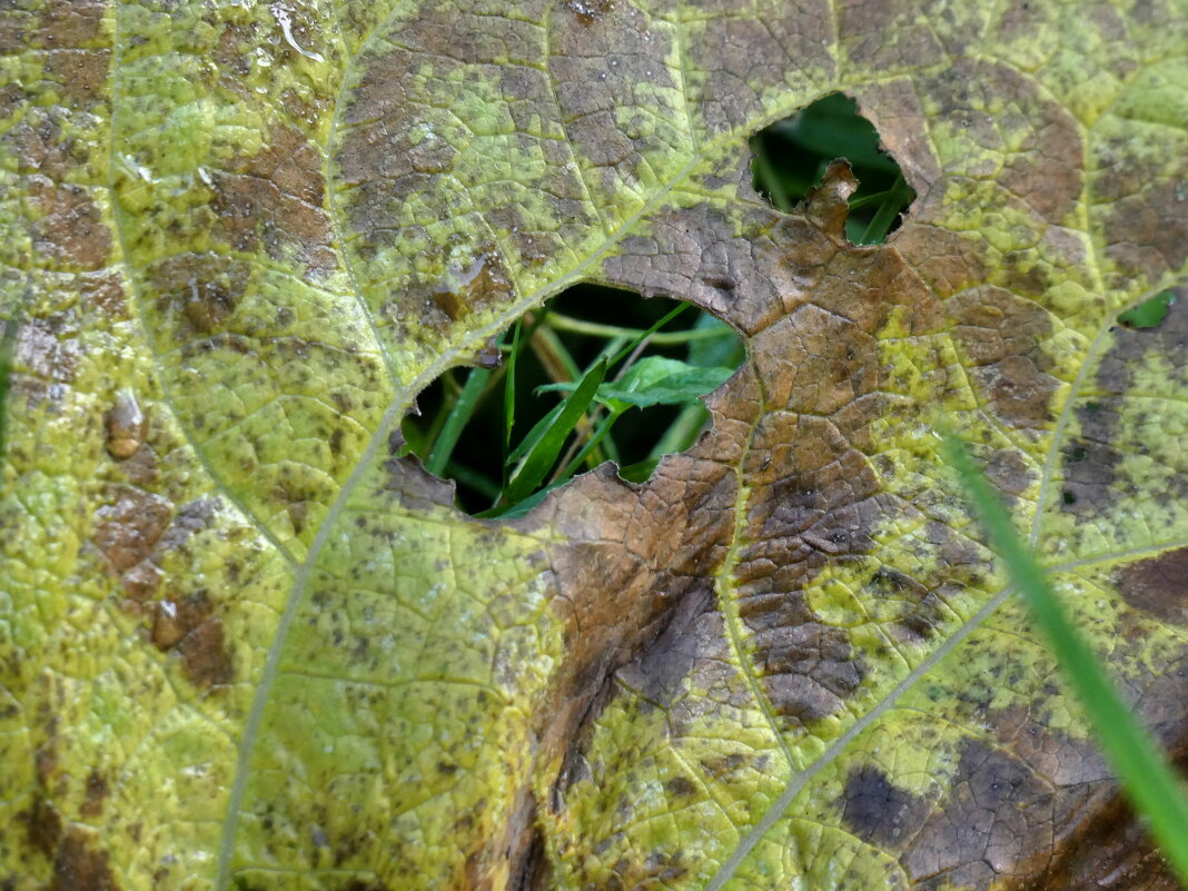 это осень - Heinz Thorns