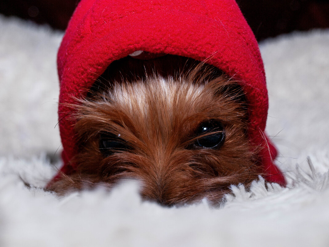 Пепси - Aleksovna2 ...