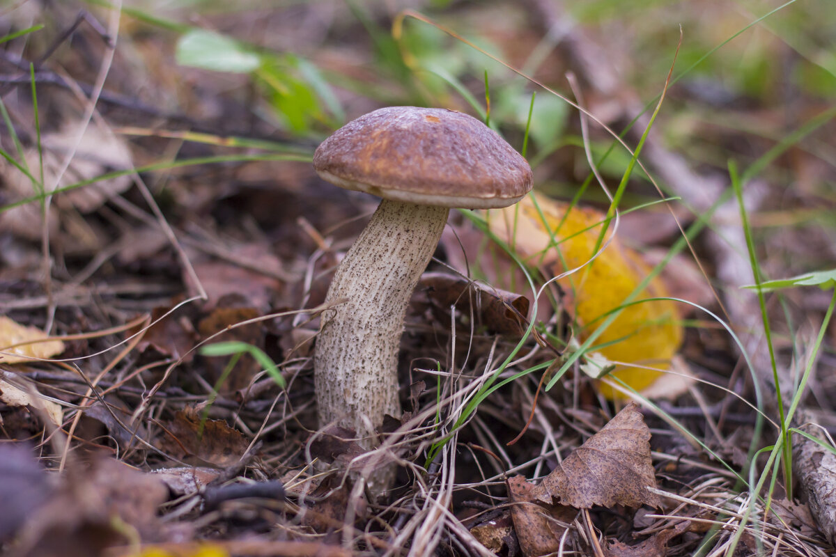 Подберёзовик - Дима Пискунов