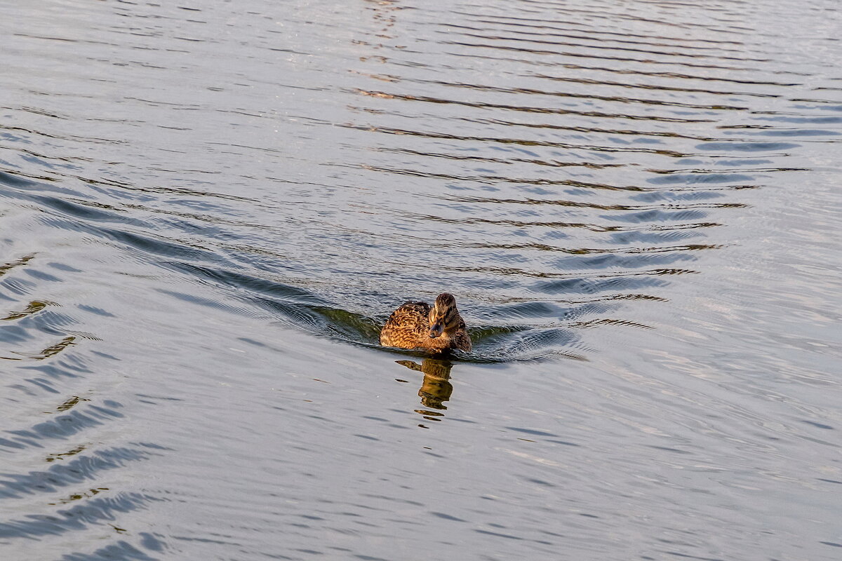 На всех парах. - Анатолий. Chesnavik. На всех парах. - Анатолий. Chesnavik.