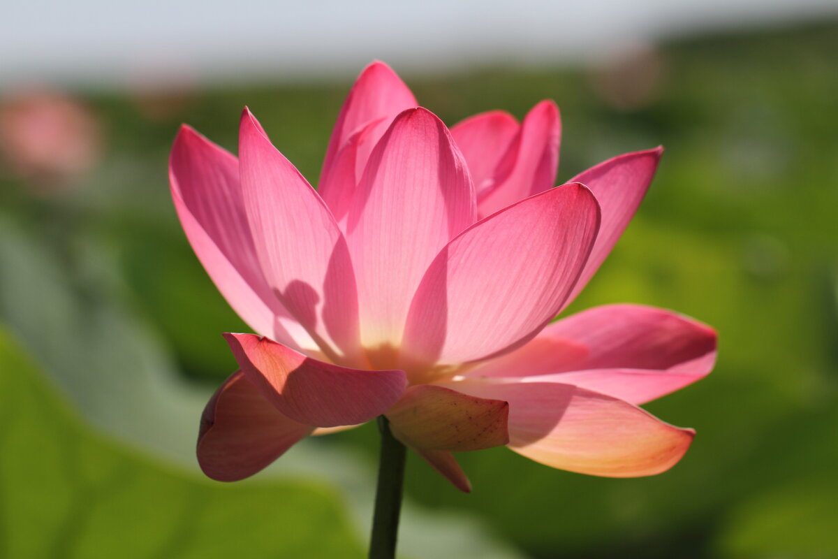 Прекрасный лотос - Ninell Nikitina Прекрасный лотос - Ninell Nikitina