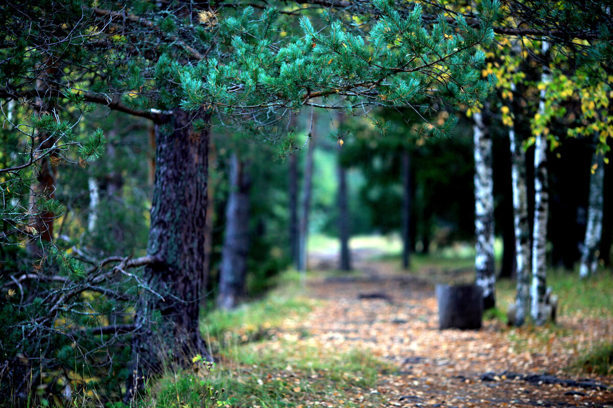 Тропинка - Ирина Фирсова Тропинка - Ирина Фирсова