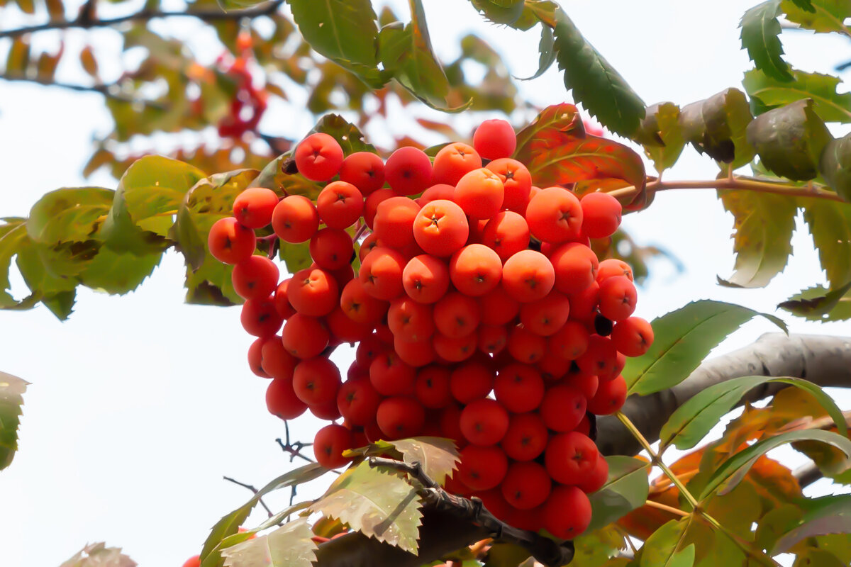 Осень - Владимир Скляренко