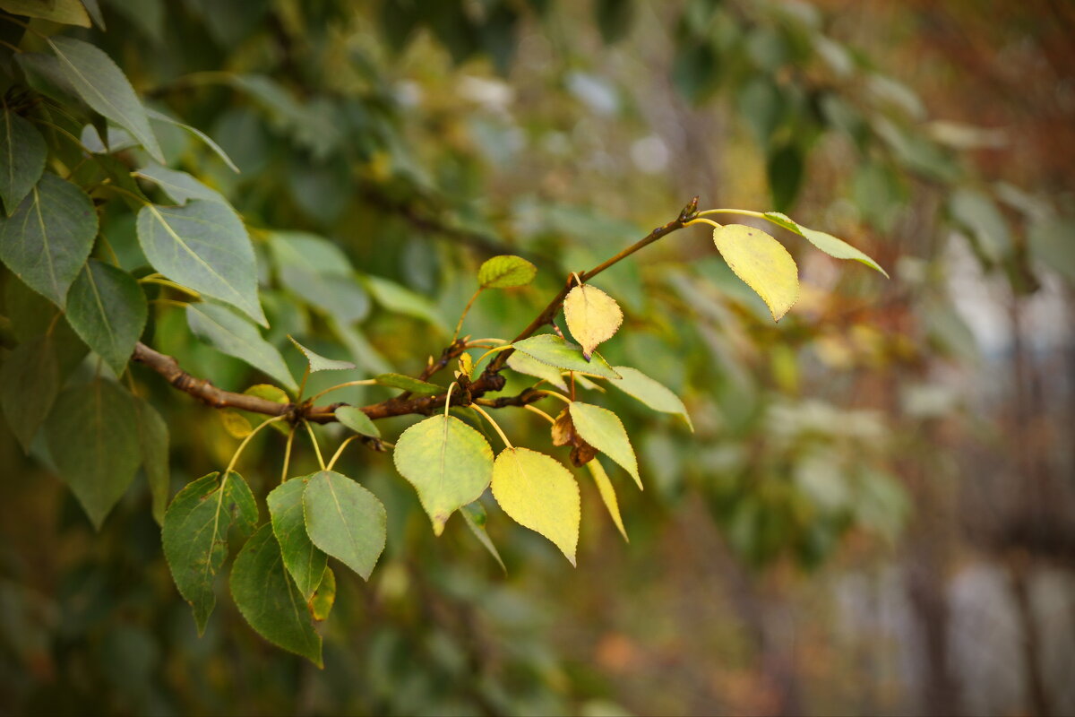 Прикосновение осени.... - Анна Приходько Прикосновение осени.... - Анна Приходько