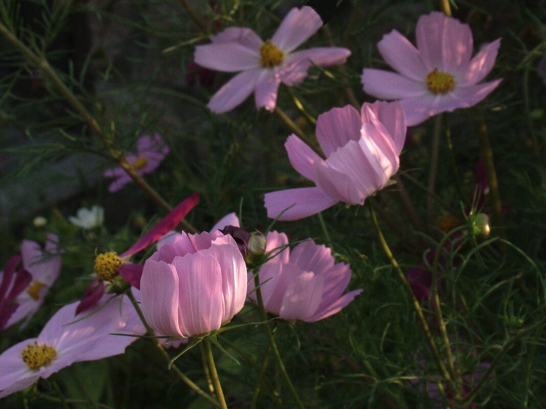 Космос космеи - Syntaxist (Светлана)