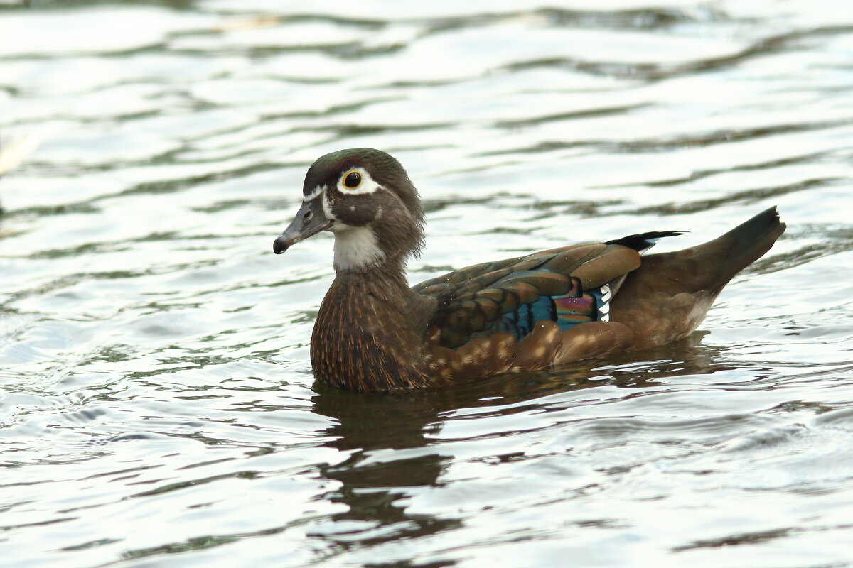 Каролинская утка - Павел Каролинская утка - Павел