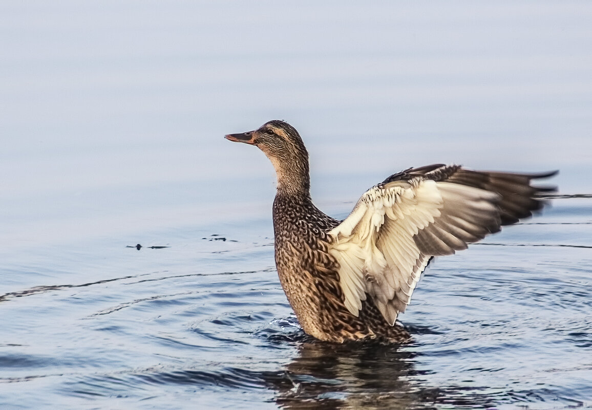 Разминка - Alexander Andronik Разминка - Alexander Andronik