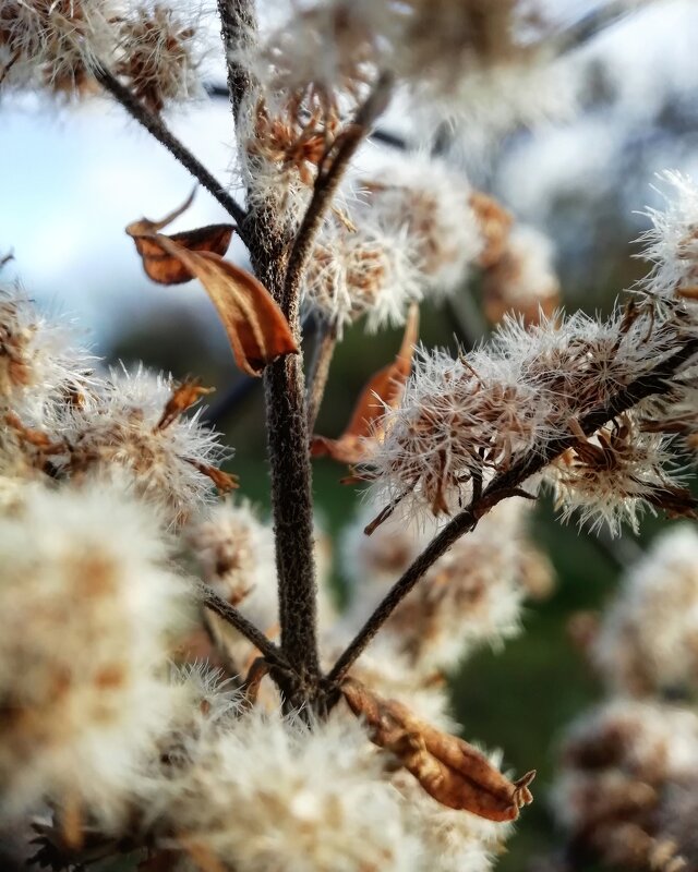 Осенние краски - Юлия 