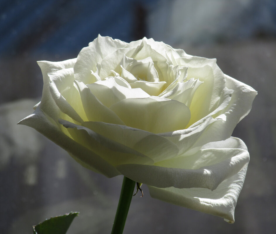 Розы... розы... - viach 