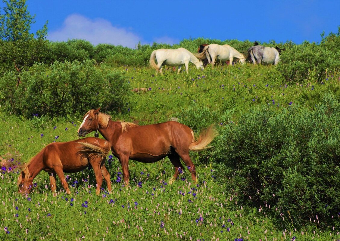 Пастбище с аквилегиями - Сергей Чиняев Пастбище с аквилегиями - Сергей Чиняев