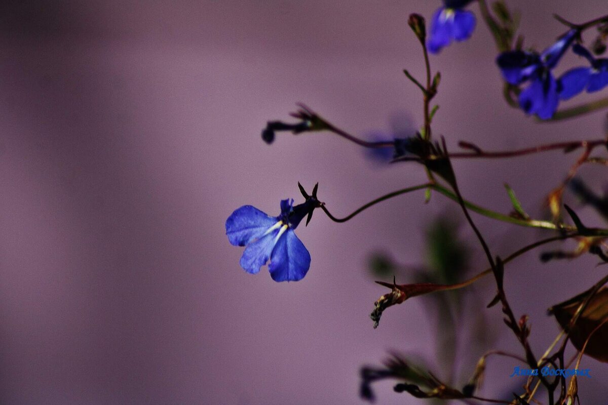 Прекрасной осени последние цветы. - Восковых Анна Васильевна 