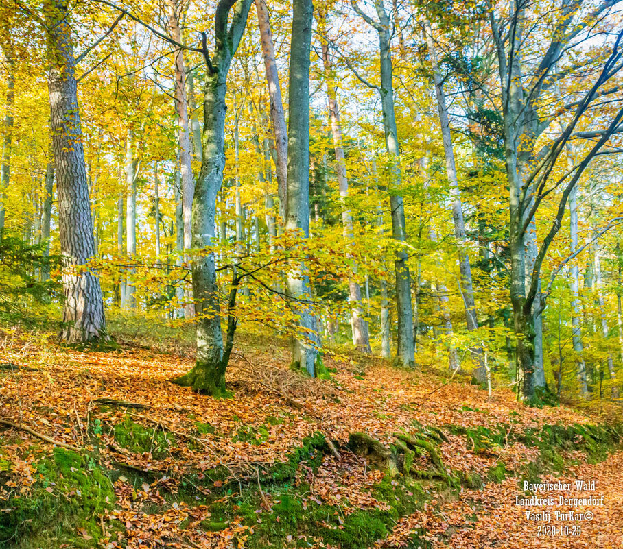Bayerischer Wald Deggendorf Bayern. (TVV) - NagorjaN TVV Bayerischer Wald Deggendorf Bayern. (TVV) - NagorjaN TVV