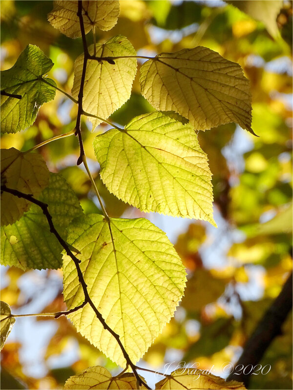 * - Елена Kазак (selena1965) * - Елена Kазак (selena1965)