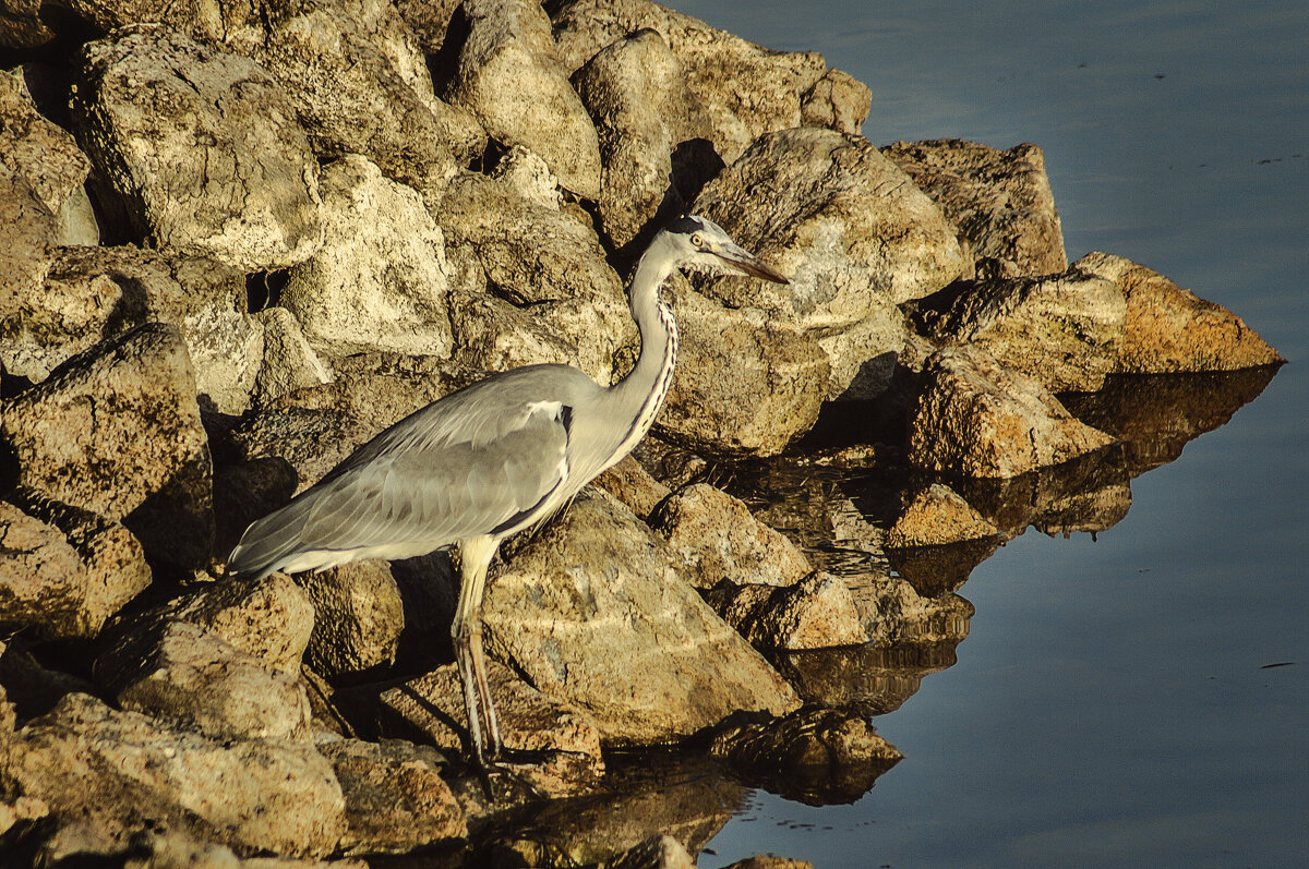 Охотник - Alexander Andronik Охотник - Alexander Andronik