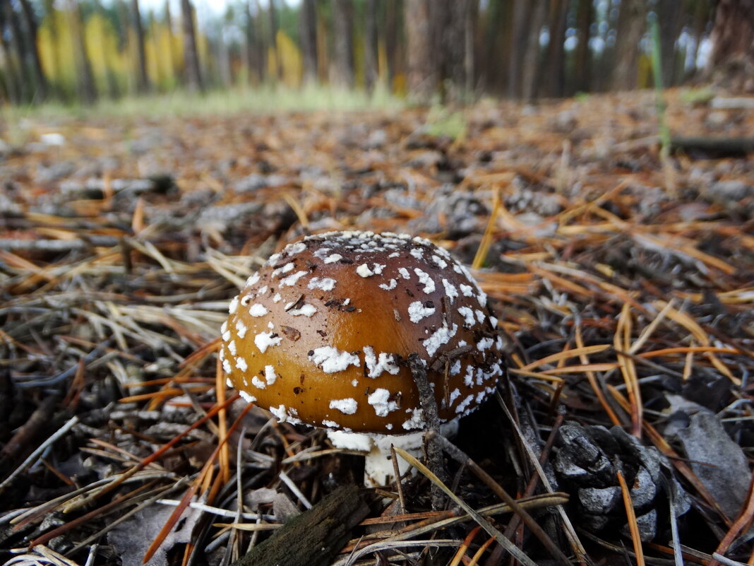 Мухомо́р панте́рный (лат. Amanita pantherina) — ядовитый гриб рода Мухомор - vodonos241 