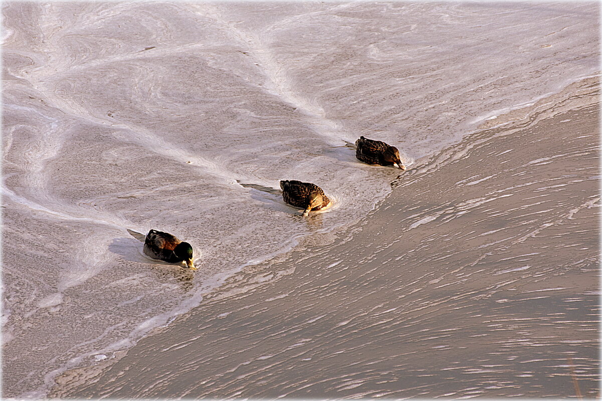 Пенные утки.. - Александр Шимохин