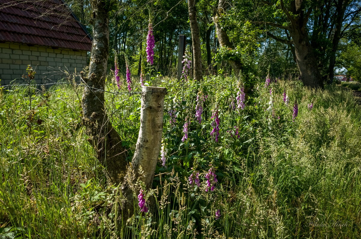 В шаге от тропинки - Николай Гирш