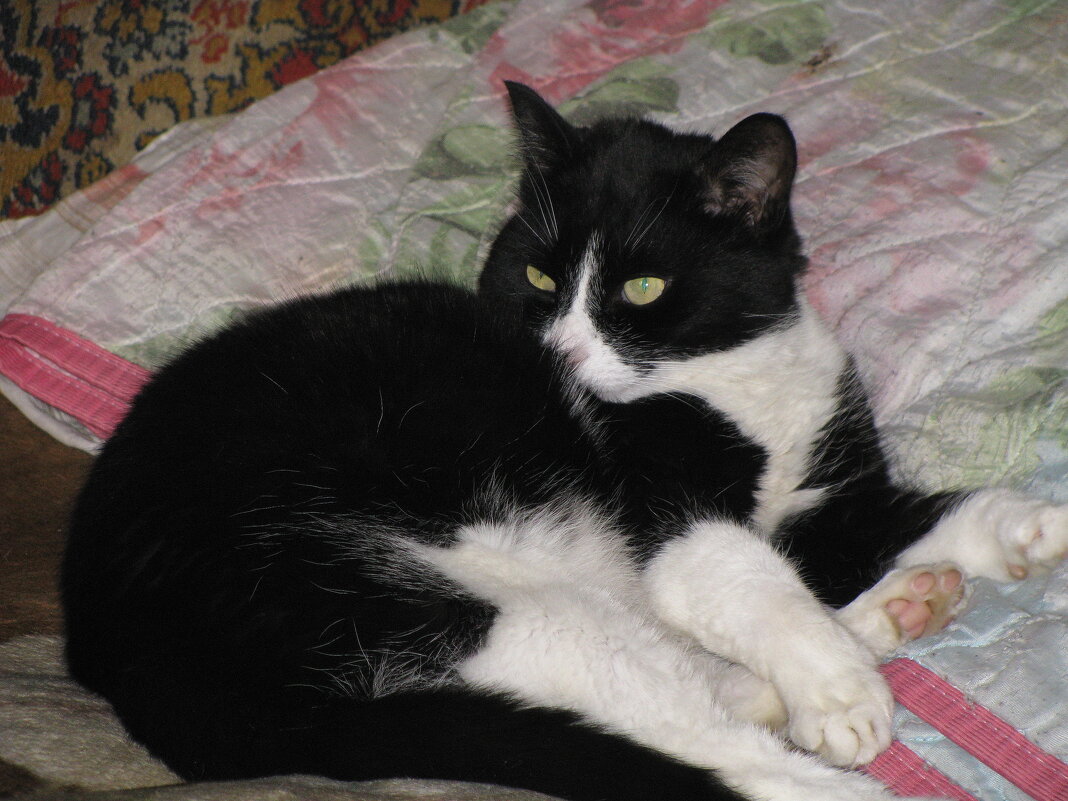 Ну, замёрз я после прогулки - Людмила Смородинская Ну, замёрз я после прогулки - Людмила Смородинская