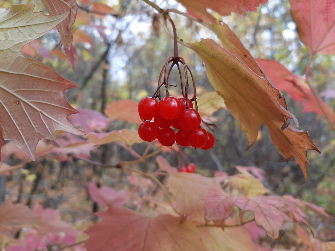 Осень... - Olga Kxarlamova