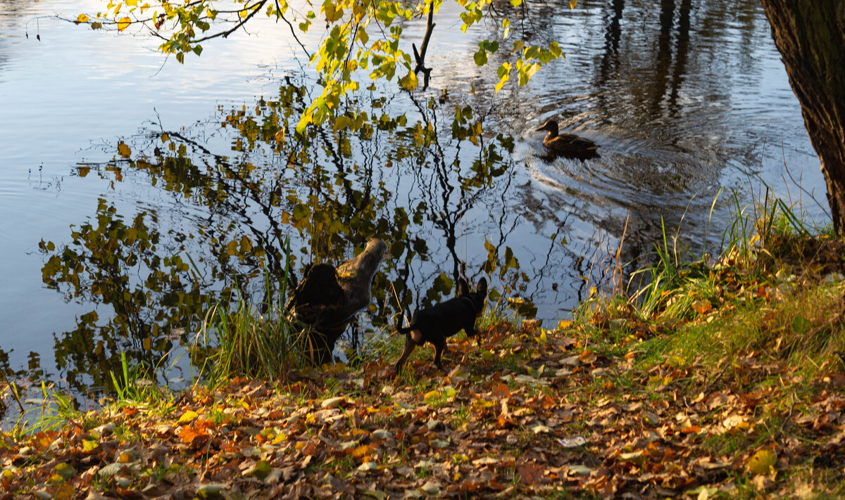 Бублик на охоте - Мария Маркушевич