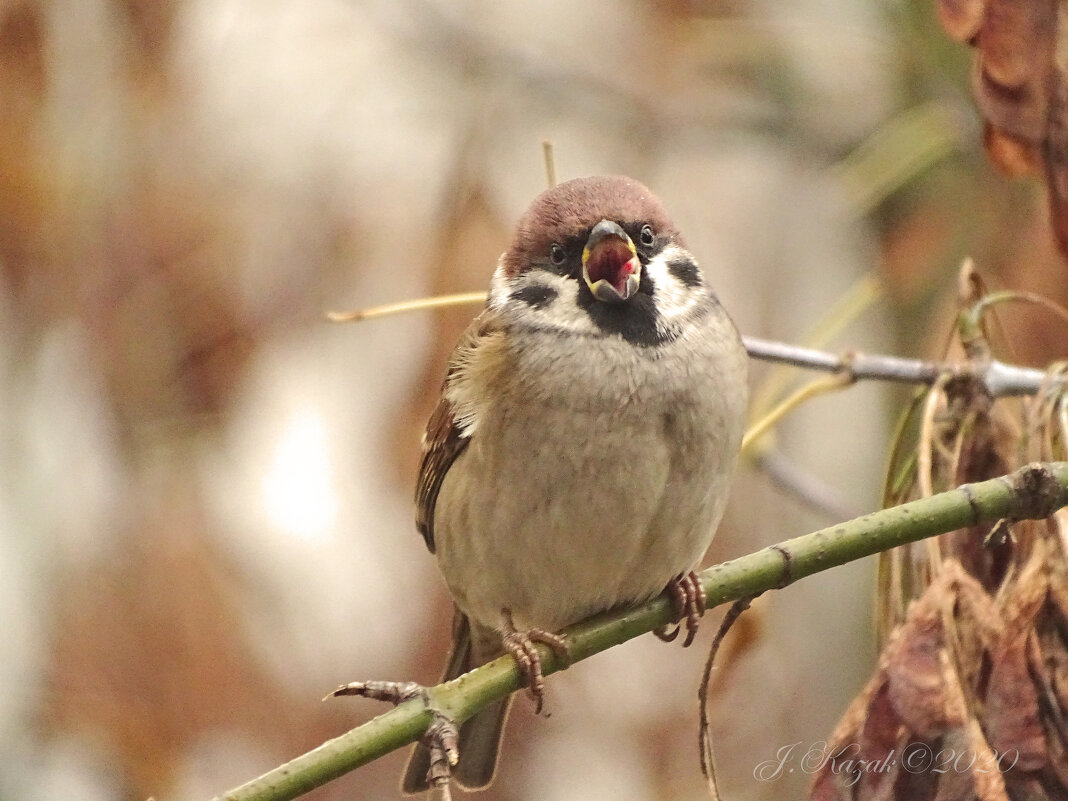 * - Елена Kазак (selena1965) * - Елена Kазак (selena1965)