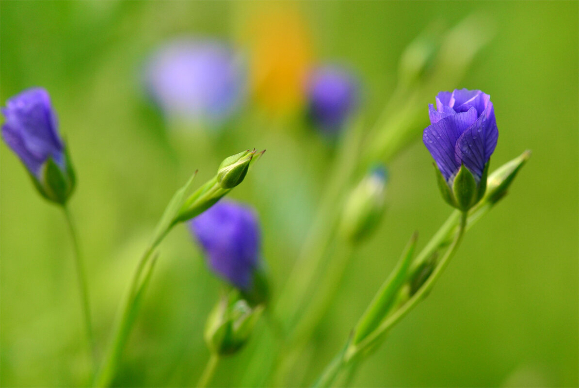 Силуэты лета - Татьяна Соловьева Силуэты лета - Татьяна Соловьева